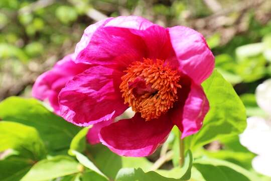 Sivun Paeonia chamaeleon Troitzky kuva