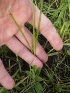 Image of tropical flatsedge