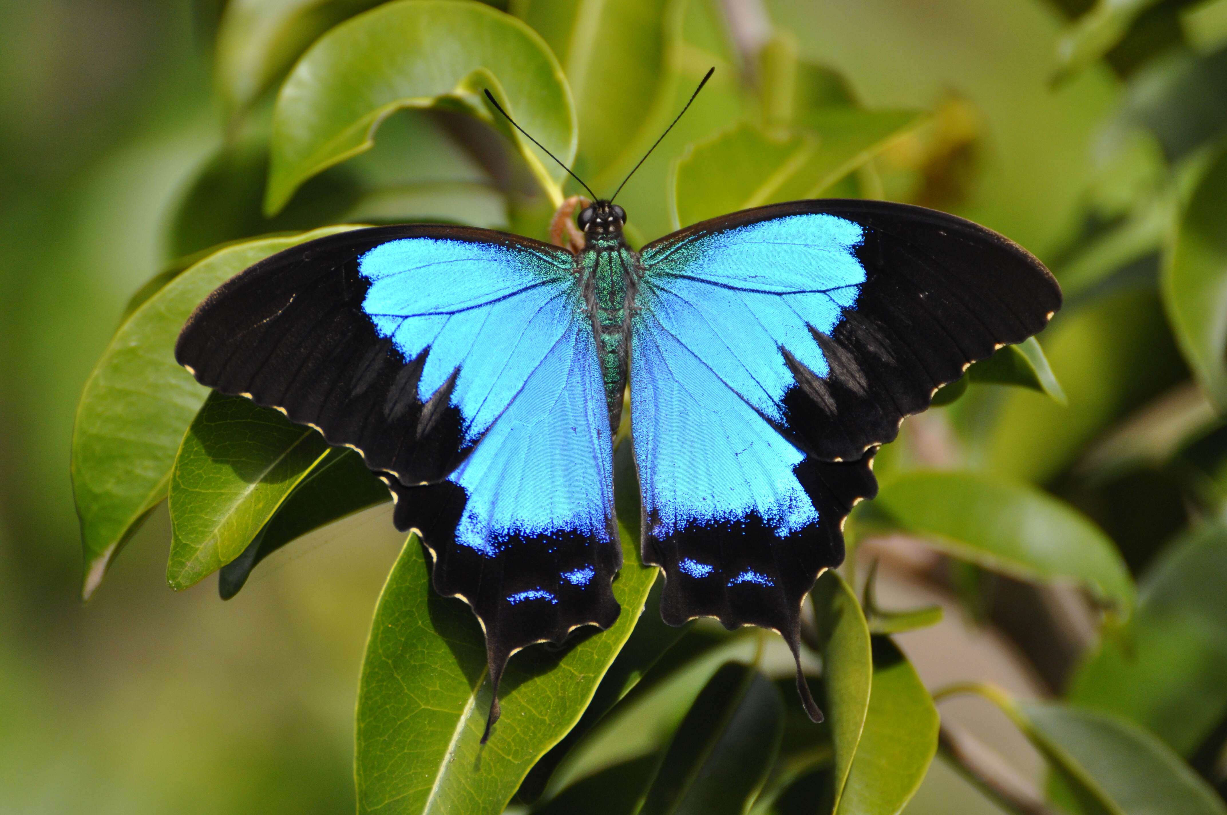 Image of Papilio montrouzieri Boisduval 1859