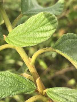 صورة Colubrina cubensis subsp. floridana (M. C. Johnston) Borhidi