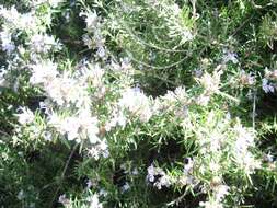 Image of Rosemary