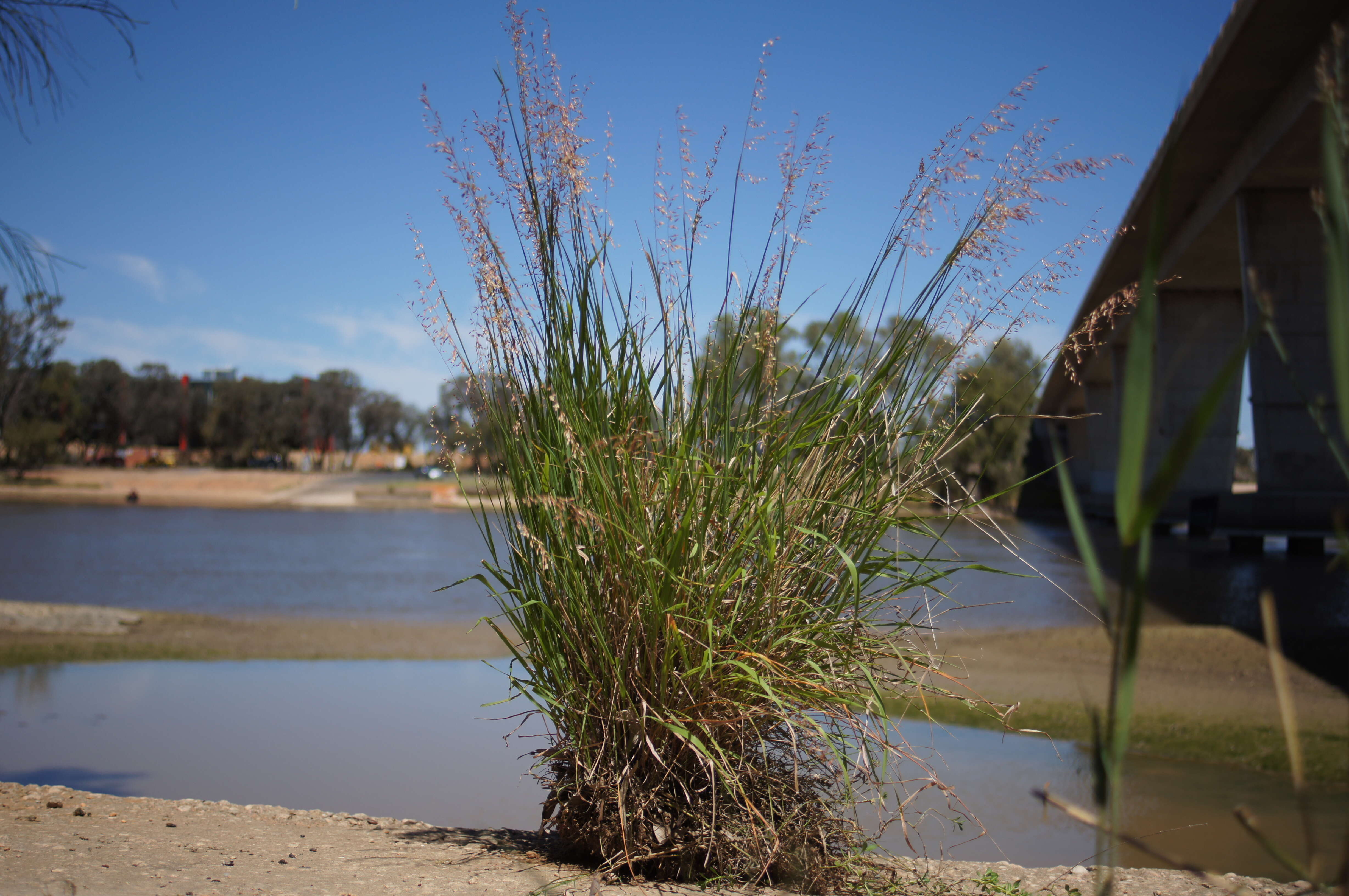 Image of perennial veldtgrass