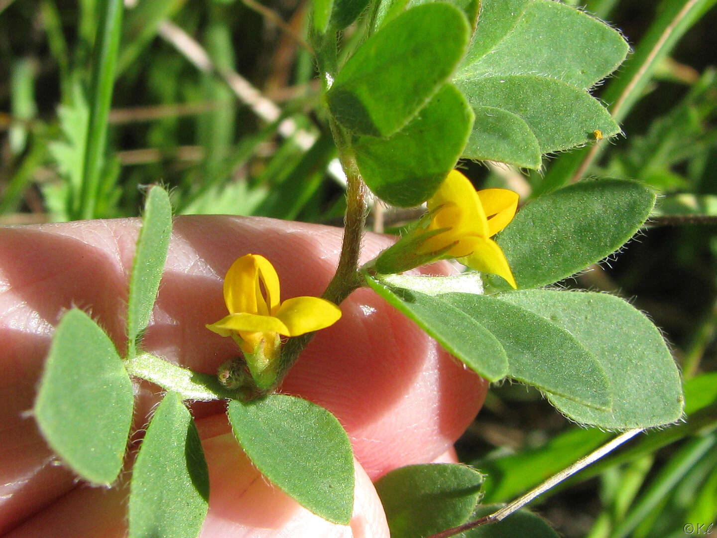 Image de Acmispon wrangelianus (Fisch. & C. A. Mey.) D. D. Sokoloff