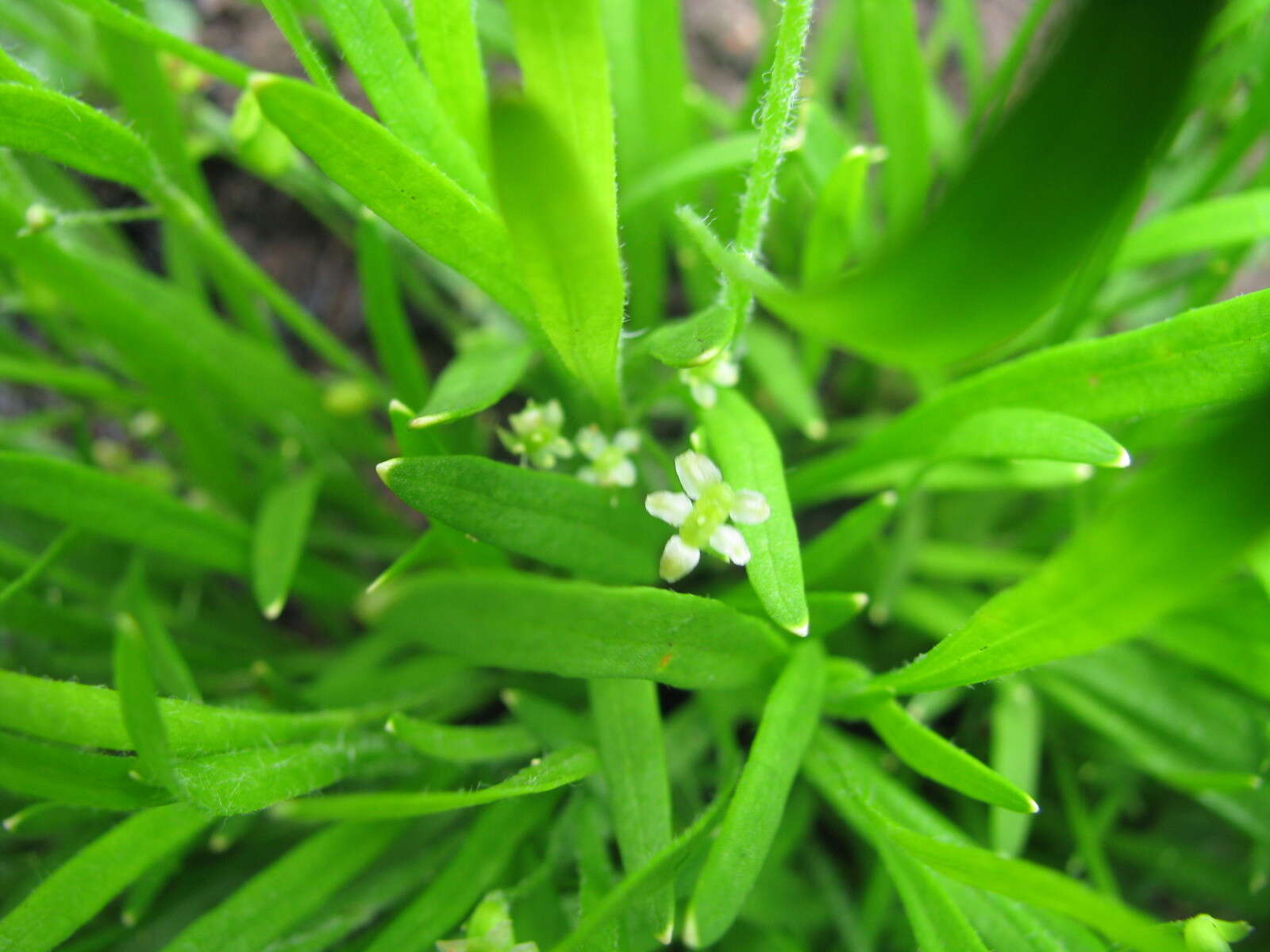 Imagem de Centella glabrata var. natalensis Adamson