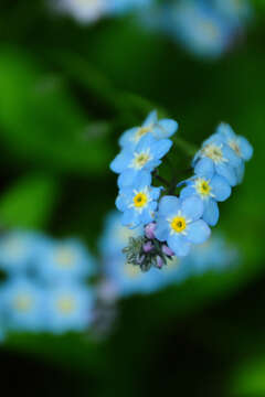 Image de Myosotis latifolia Poir.