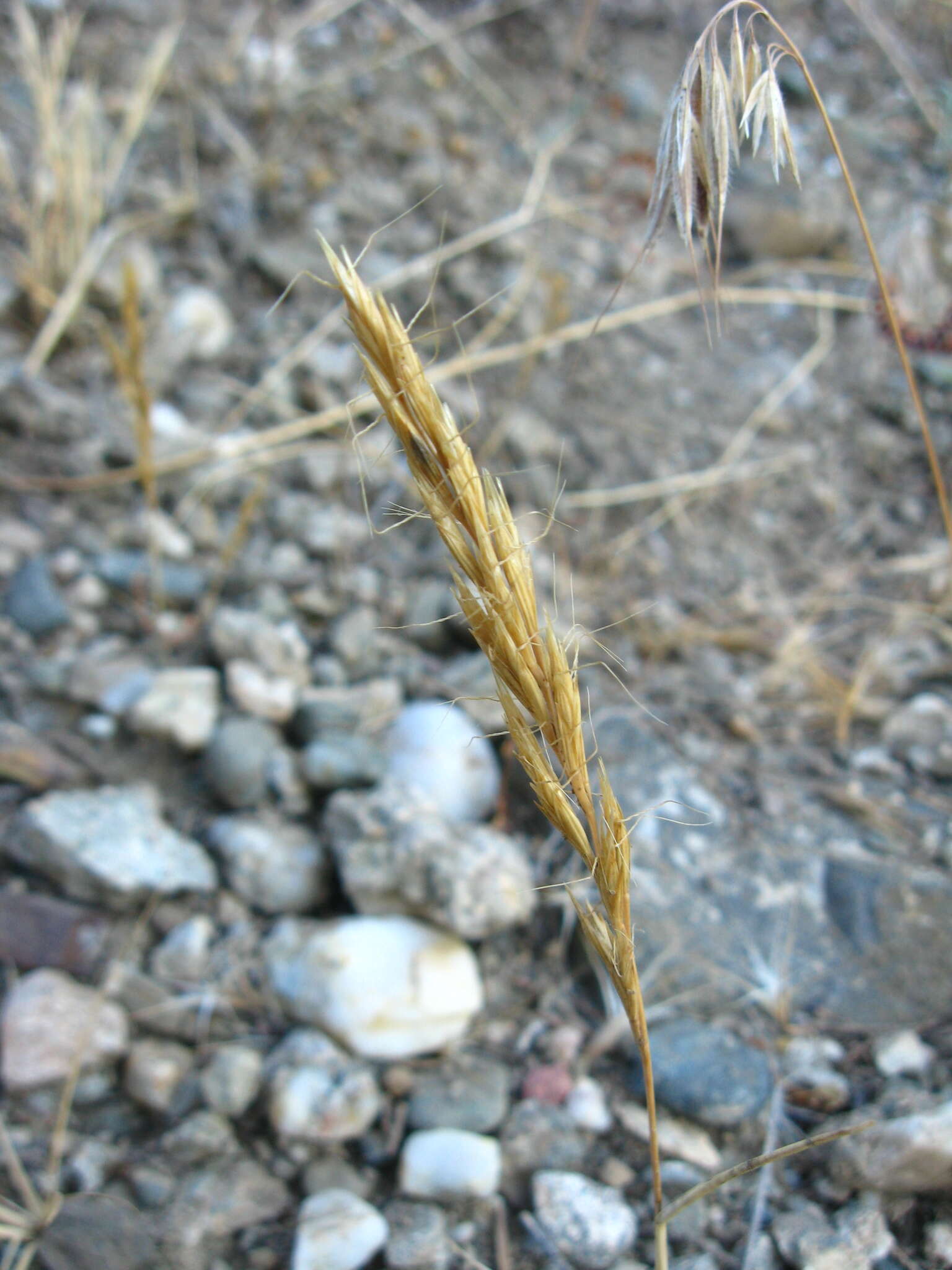 Image of Ventenata macra (Steven ex M. Bieb.) Balansa ex Boiss.