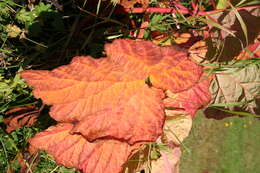 Image of garden rhubarb