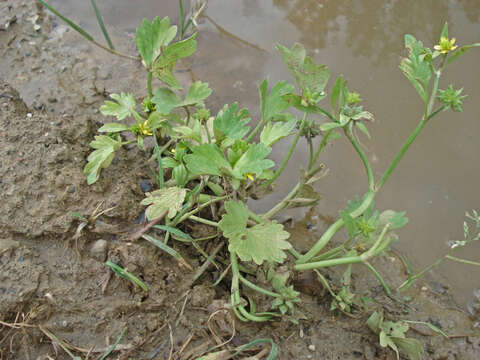 Image de Ranunculus muricatus L.