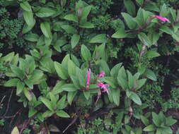 Image of Centropogon gutierrezii (Planch. & Oerst.) E. Wimm.