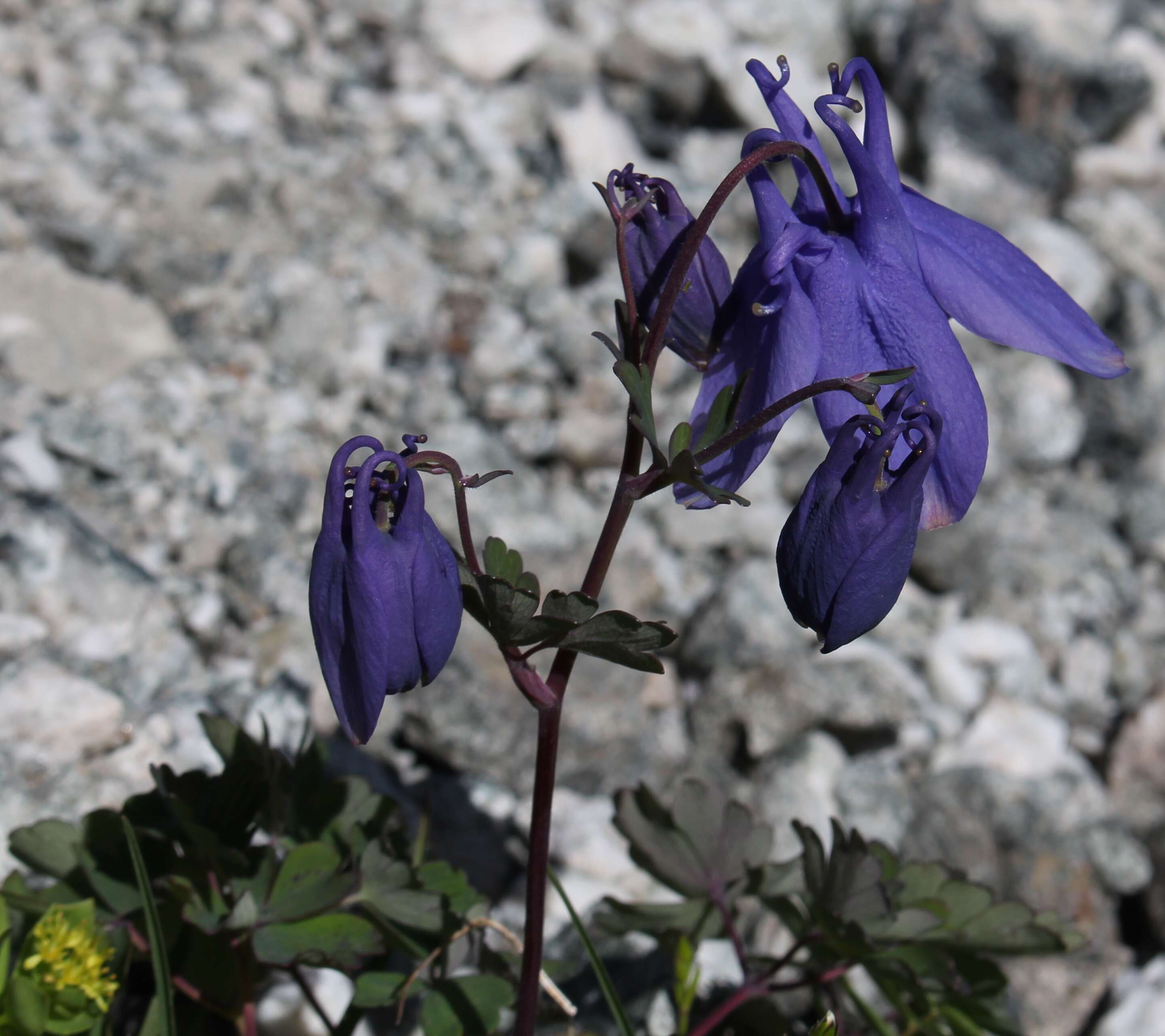 Image of fan columbine