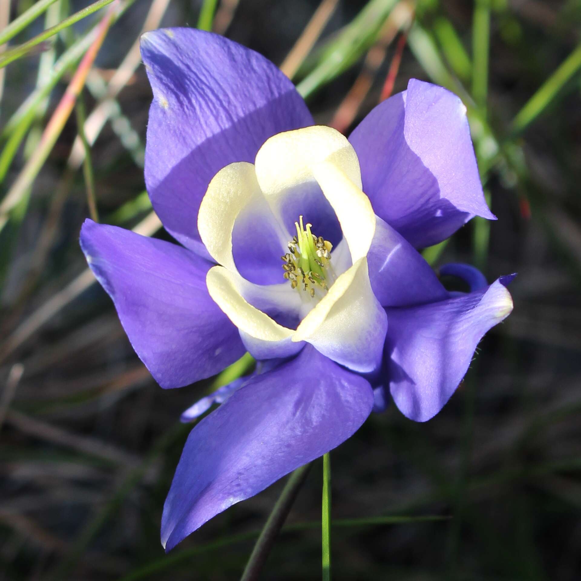 Image of fan columbine