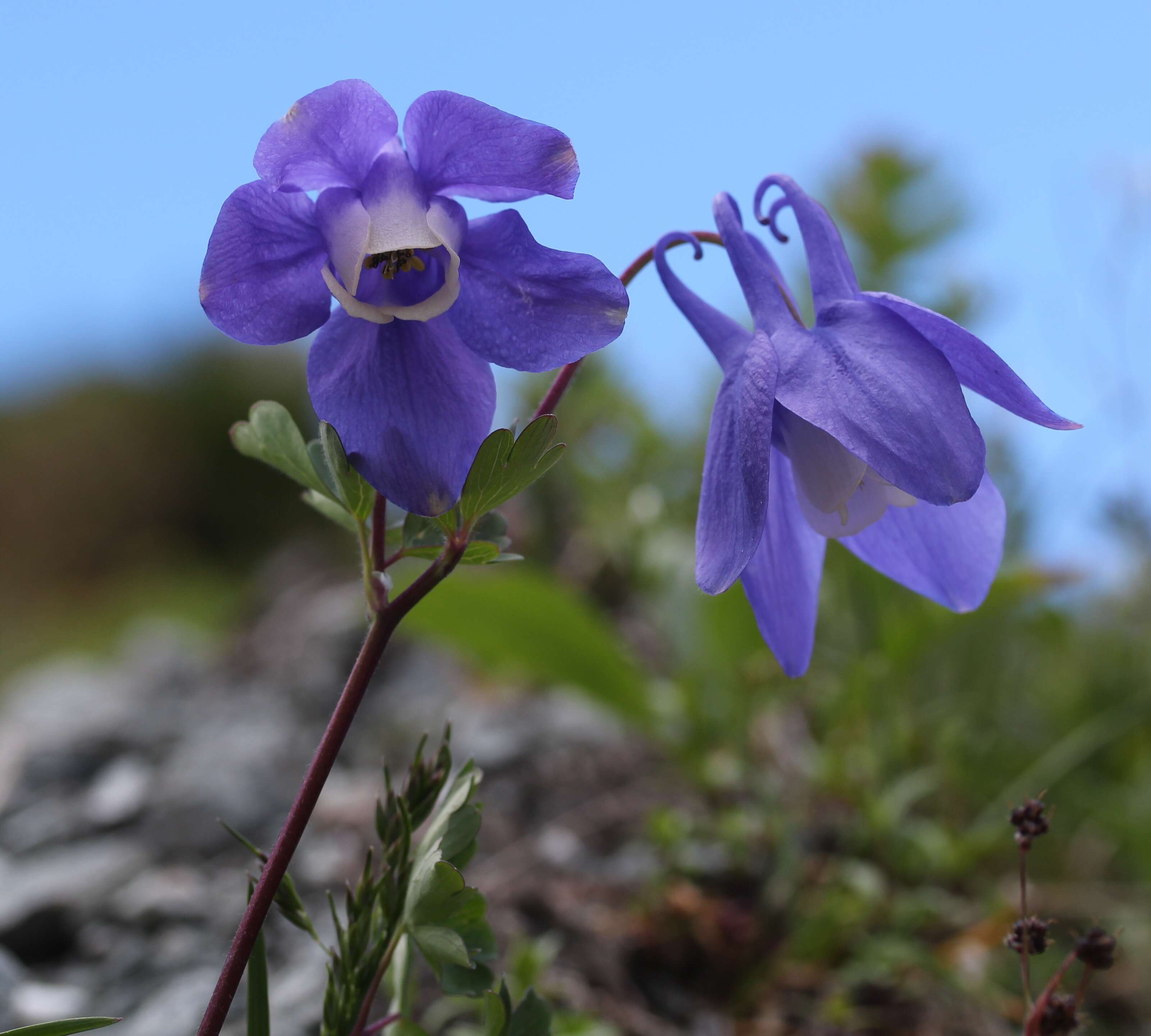 Image of fan columbine