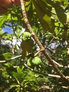 Image of Koolau Range Cheesewood