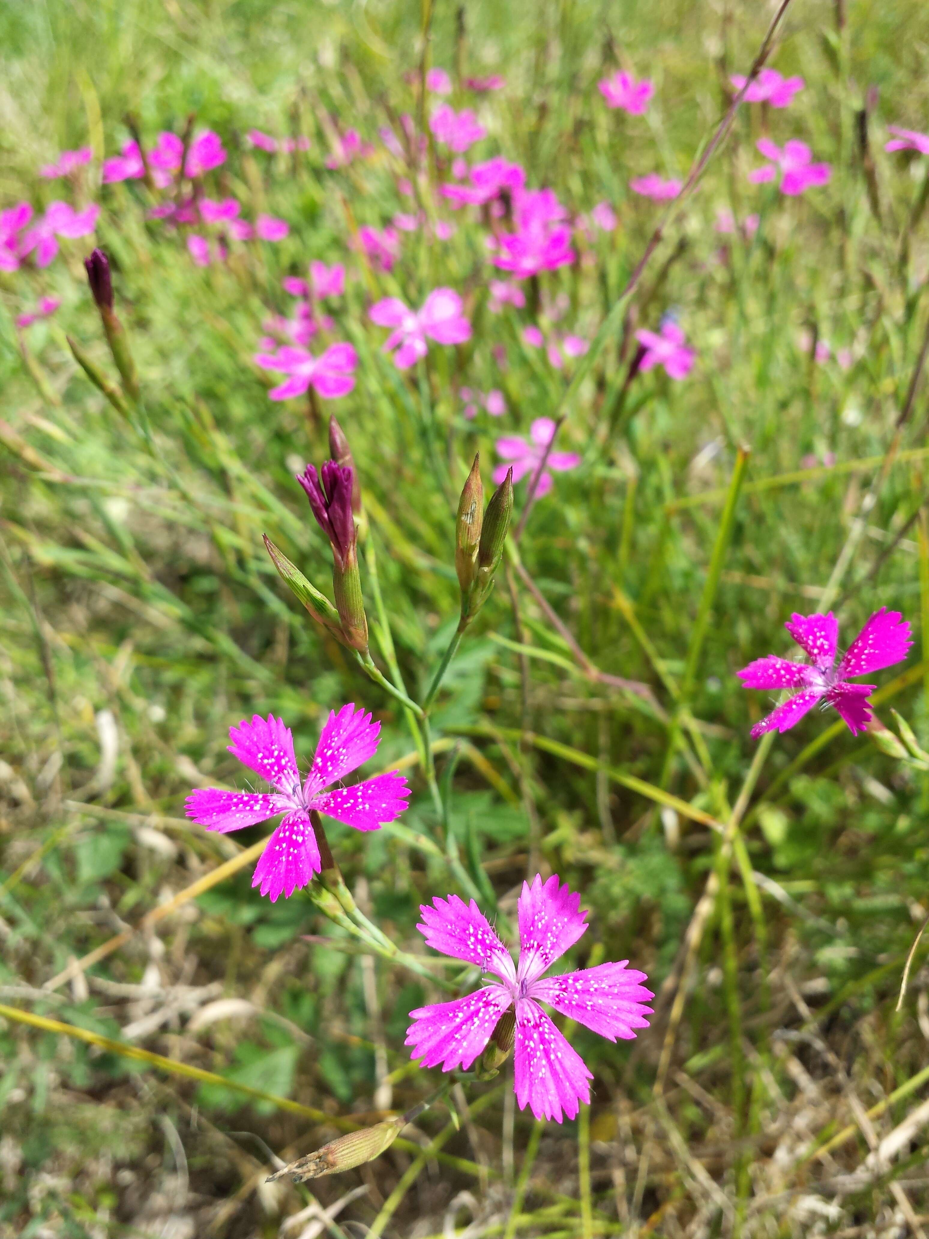 Слика од Dianthus deltoides L.