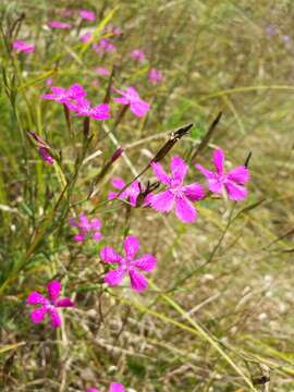 Слика од Dianthus deltoides L.