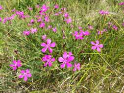 Слика од Dianthus deltoides L.