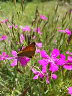 Слика од Dianthus deltoides L.