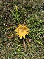 Image of Carlina acanthifolia All.