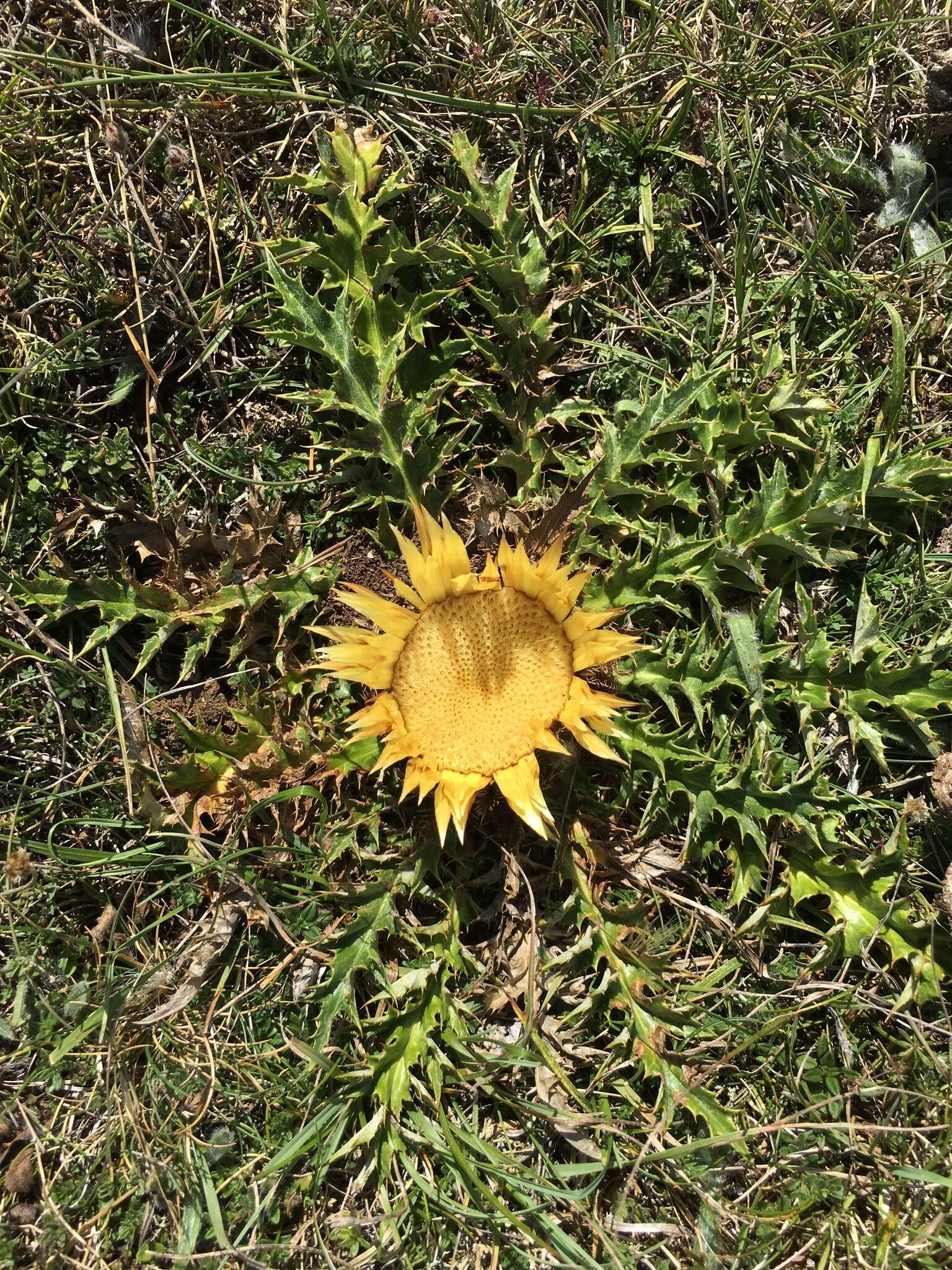 Image of Carlina acanthifolia All.