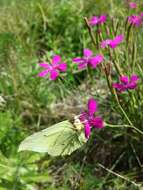 Слика од Dianthus deltoides L.