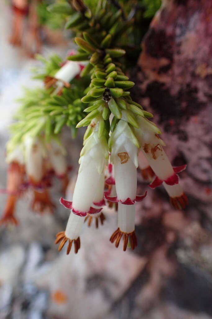 Image of Erica banksia subsp. purpurea (Andrews) E. G. H. Oliv. & I. M. Oliv.