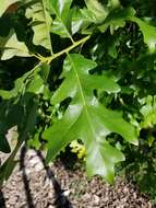 Quercus lyrata Walter resmi