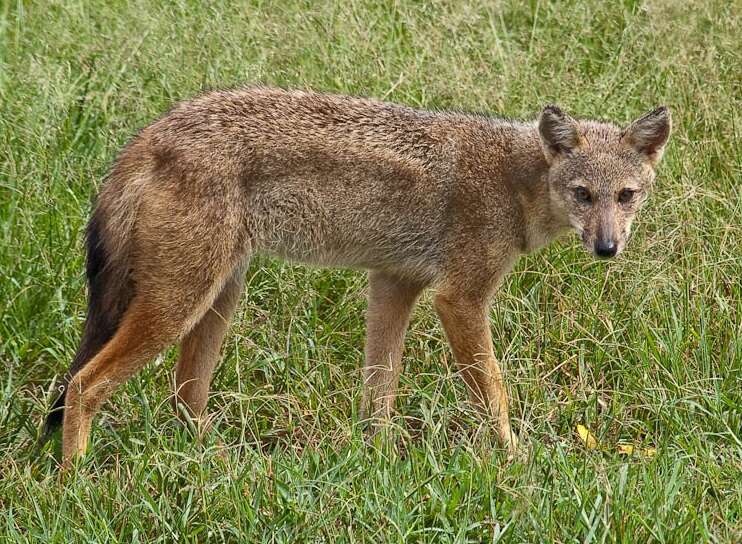 Image of Side-striped Jackal