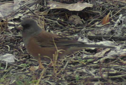 Image of juncos