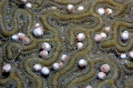Image of Boulder Brain Coral