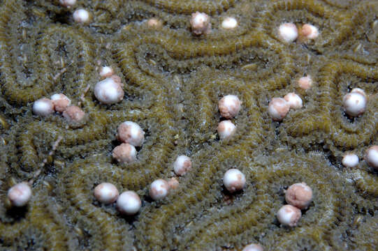 Image of Boulder Brain Coral