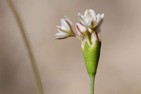 صورة Eriogonum tenellum Torrey