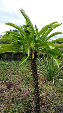 Image of Pachypodium rutenbergianum Vatke