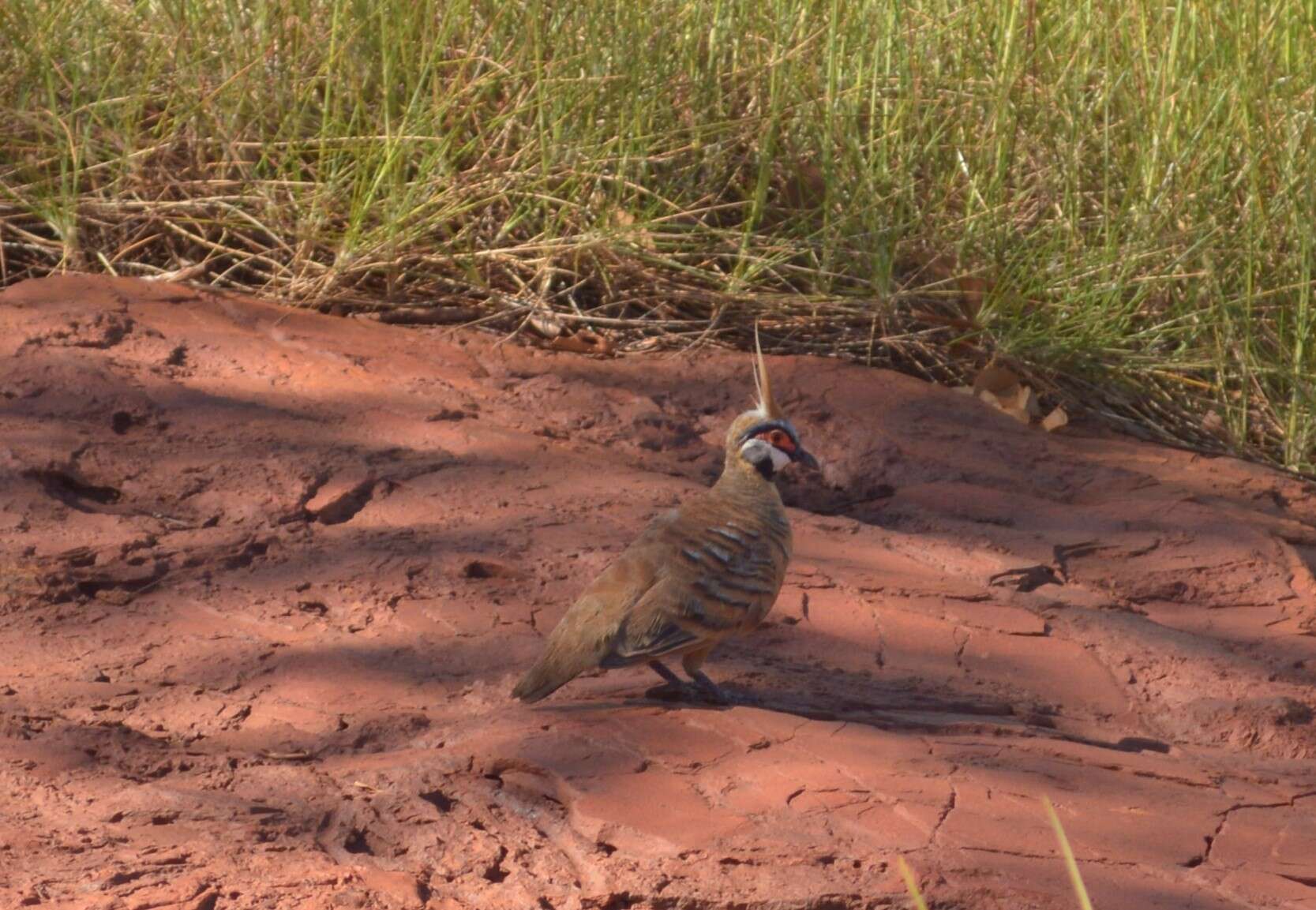 صورة Geophaps plumifera Gould 1842