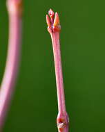 Imagem de Staphylea pinnata L.