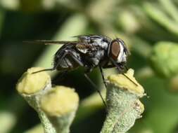 Image of House fly