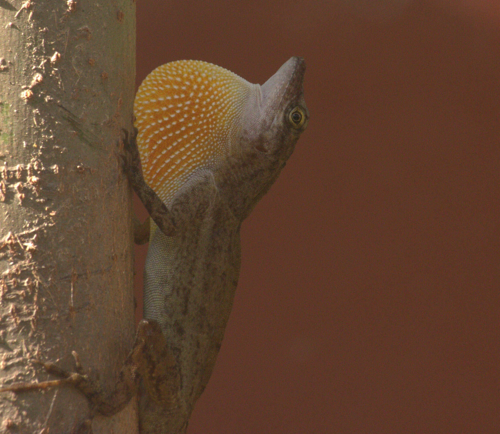 Imagem de Anolis concolor Cope 1862