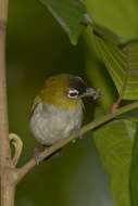 Image of Black-crowned White-eye