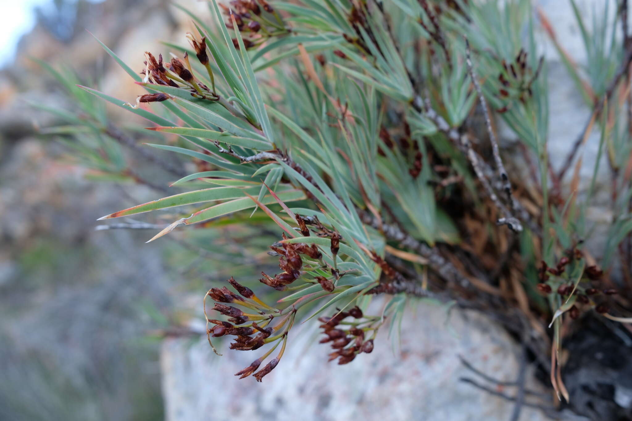 Image of Nivenia stenosiphon Goldblatt