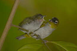 Image of Black-crowned White-eye