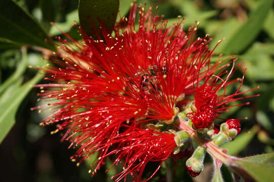 صورة Callistemon citrinus (Curtis) Skeels