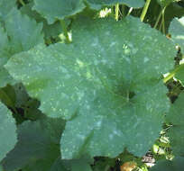 Image of field pumpkin