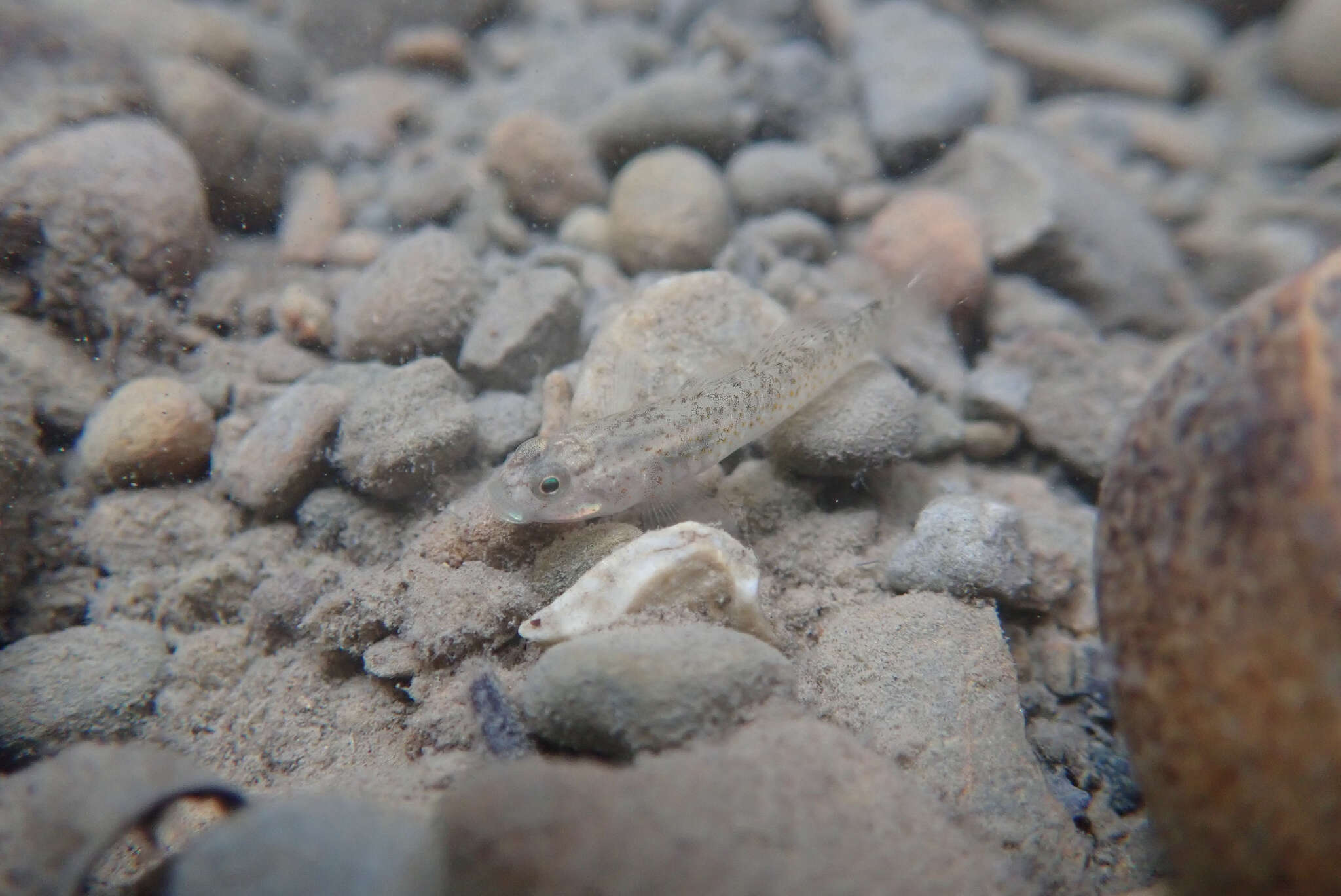 صورة Rhinogobius rubromaculatus Lee & Chang 1996