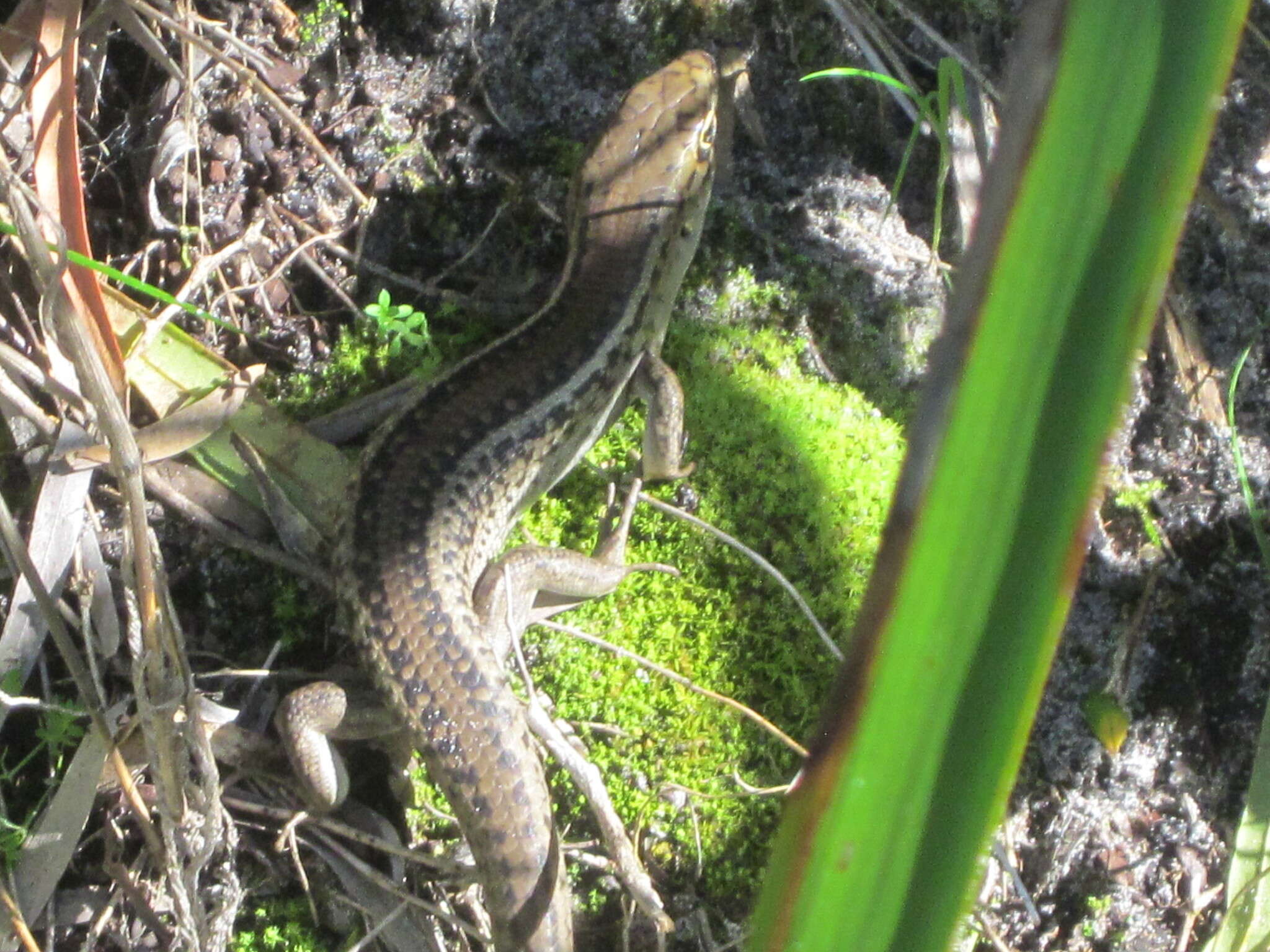 Image of South-western Rock-skink