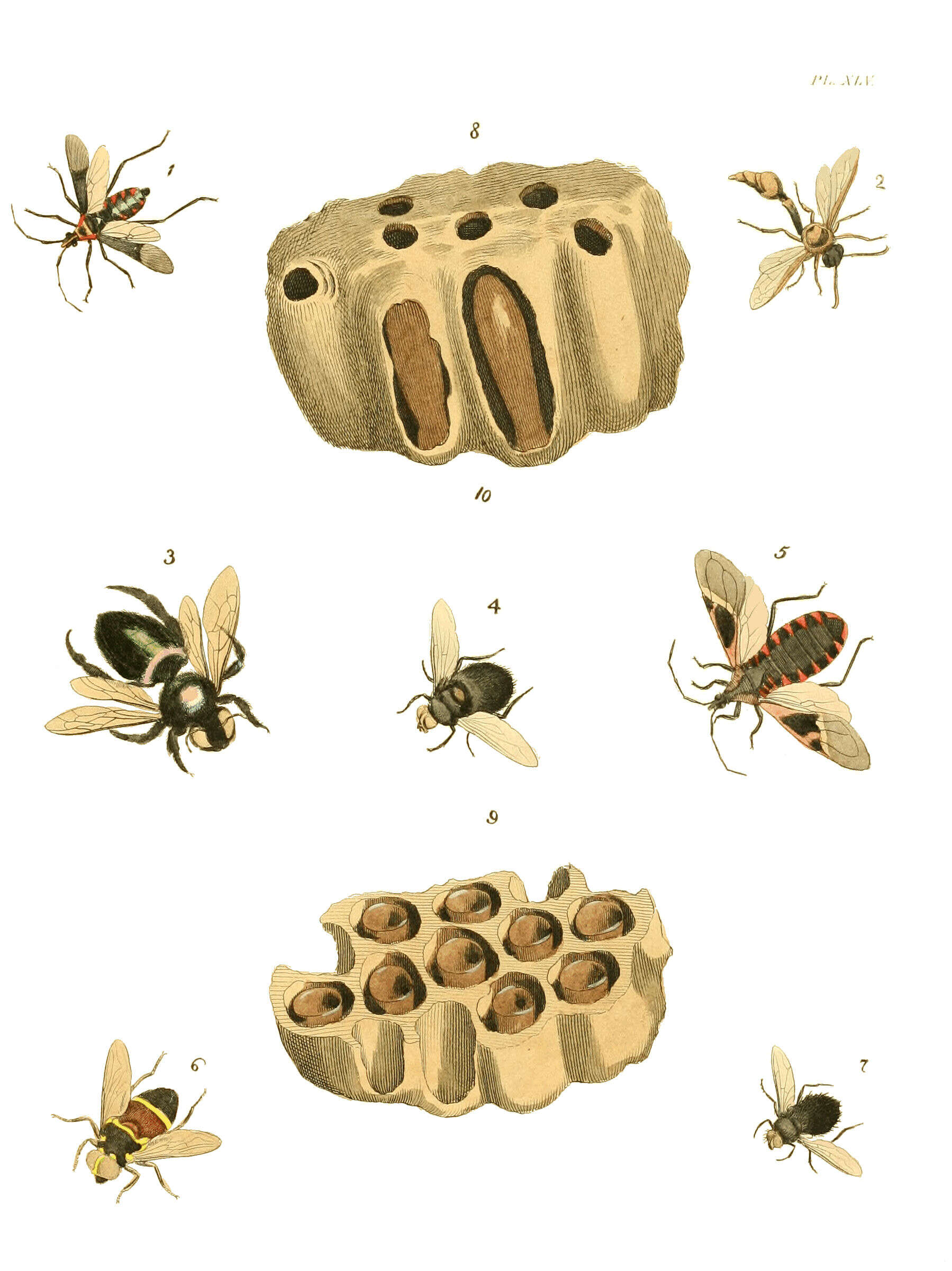 Image of mud daubers