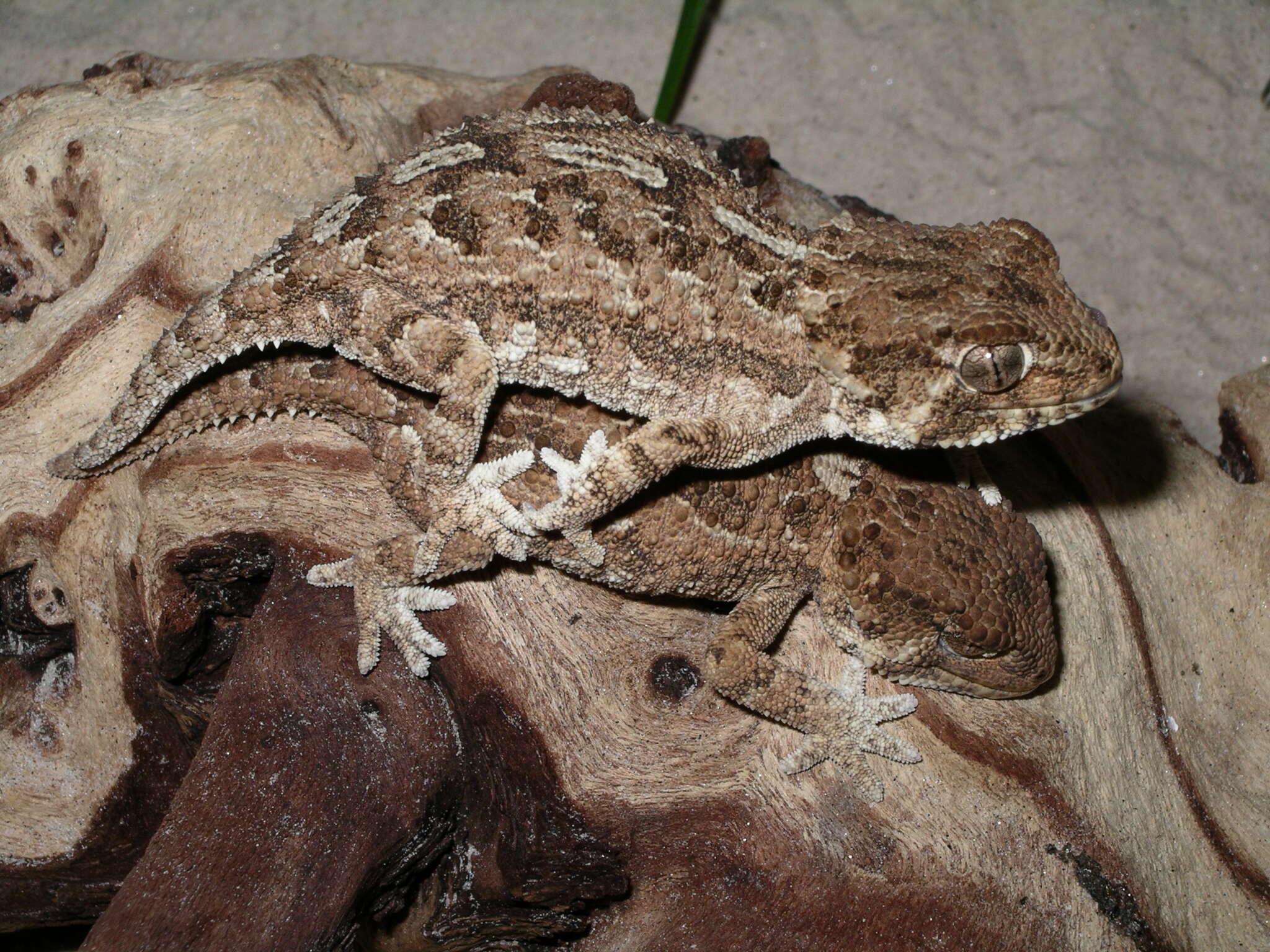 Image of Helmeted gecko