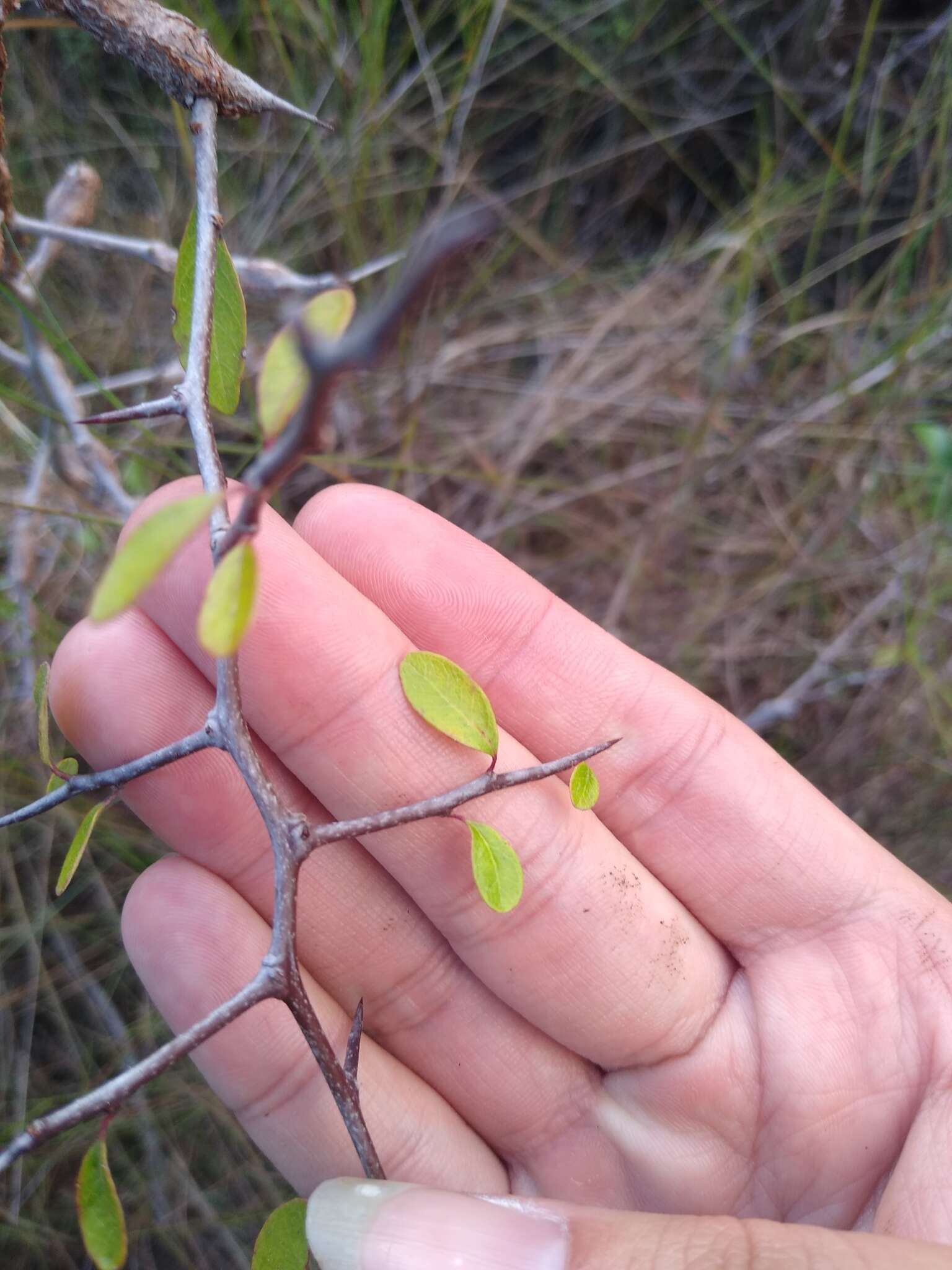 Image de Sideroxylon reclinatum subsp. austrofloridense (Whetstone) Kartesz & Gandhi