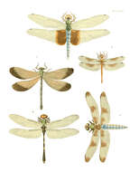 Tramea carolina (Linnaeus 1763) resmi