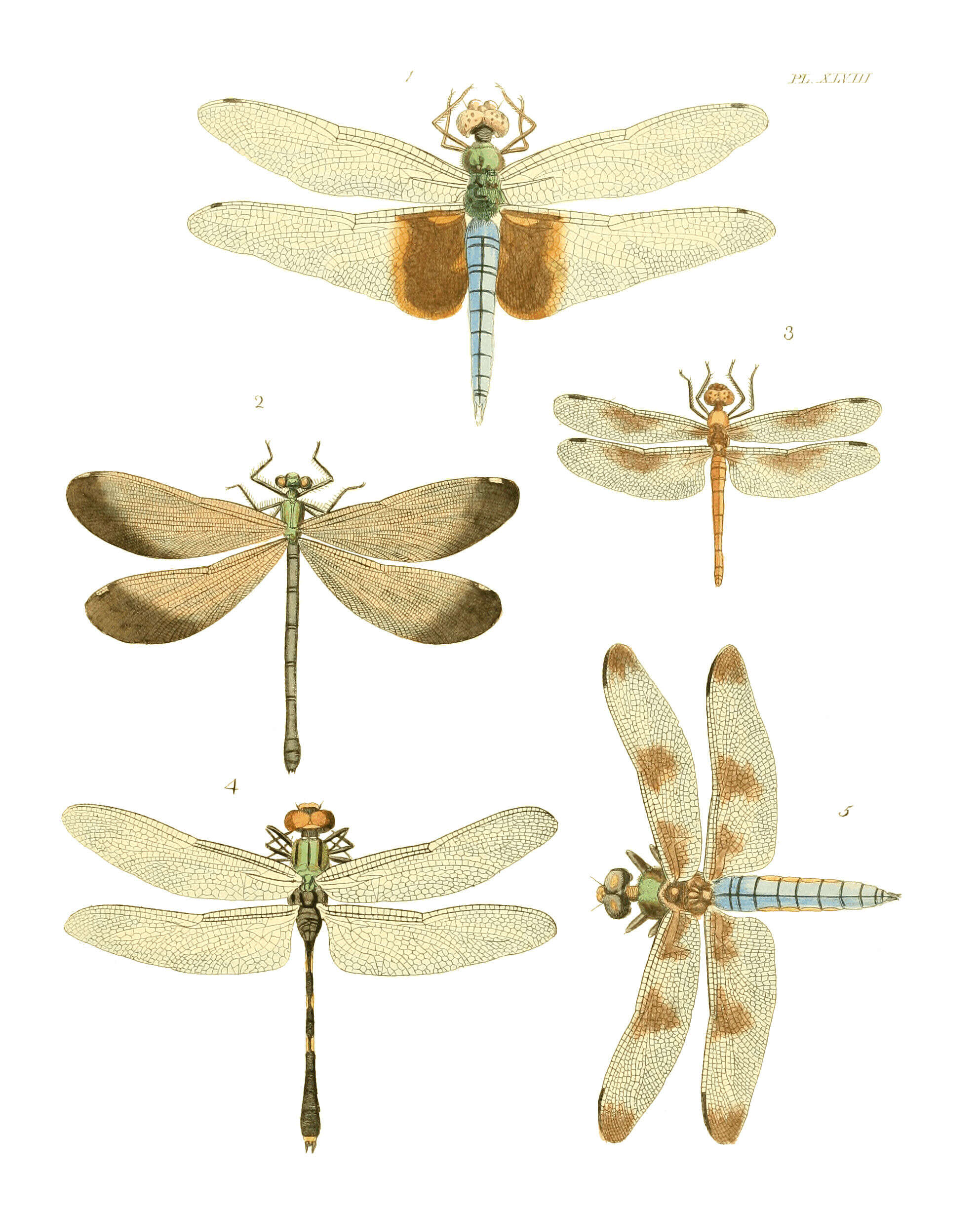 Tramea carolina (Linnaeus 1763) resmi