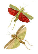 Image of American Bird Grasshopper