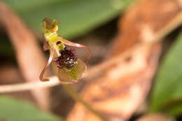 Image of Small wasp orchid